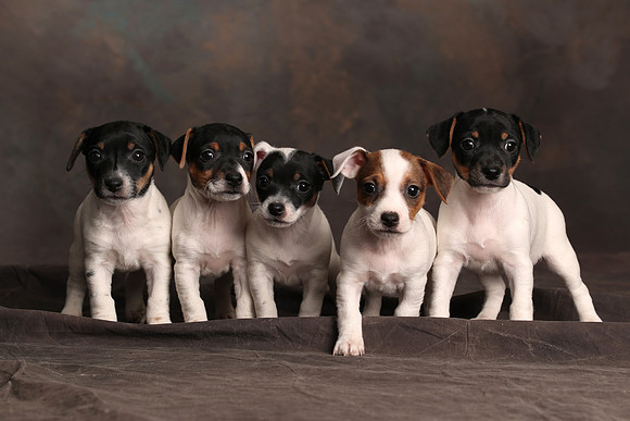 BT4I6295 Chris fav Jack Russel cropped